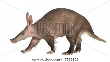 Aardvark, Orycteropus, 16 years old, walking in front of white background