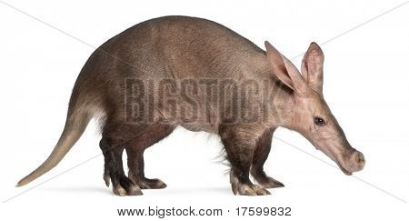 Aardvark, Orycteropus, 16 years old, in front of white background