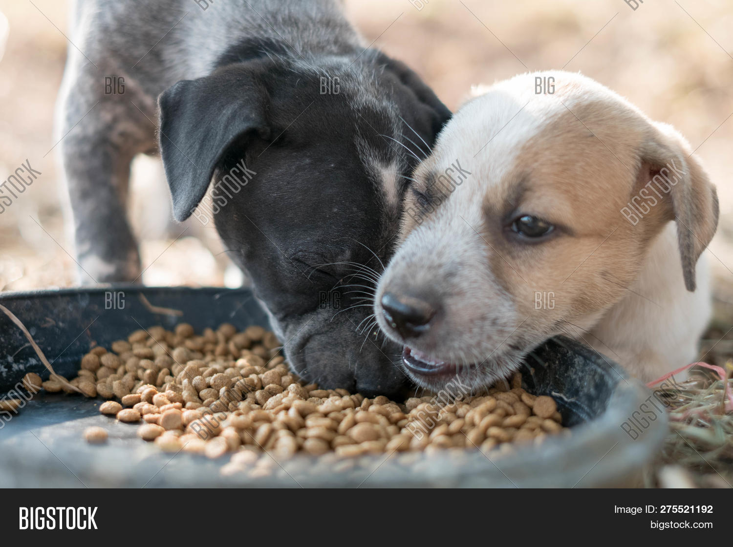 How Do You Feed Two Dogs Together