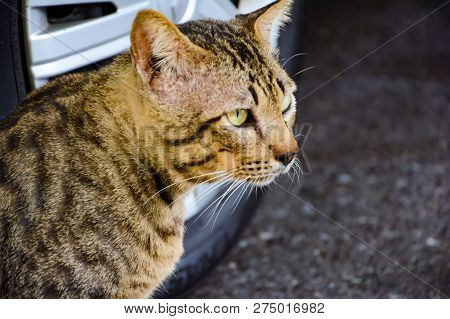 Cute Cat With Grayish Brown And Black. He Sit Beside The Wheel Of A Car To See Something. He Looks C