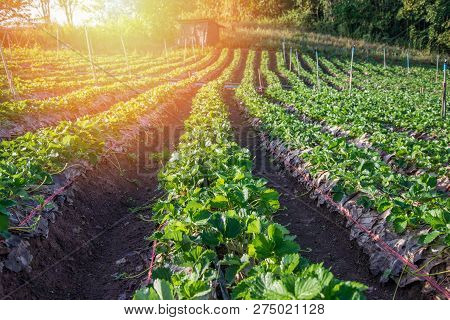 strawberry plant farm on hill / fresh strawberries plantation growing on strawberry fields landscape in the farm garden in row on natural with leaves green agriculture mountain in the morning