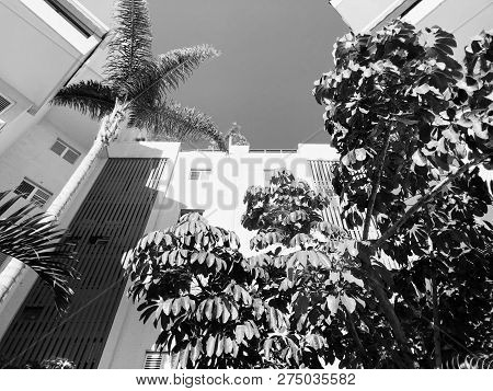 Residential Buildings And Surrounded With Green Plants In  Rishon Le Zion.