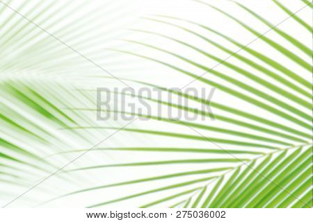 Blurred Soft Of Leaves Coconut Palm Tree Green Nature Beautiful On White Background Coconut, Blur Le