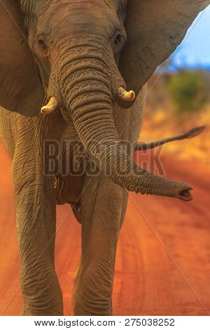 Closeup Of Front View Of African Elephant, Part Of Big Five, Walking On Red Desert. Game Drive Safar
