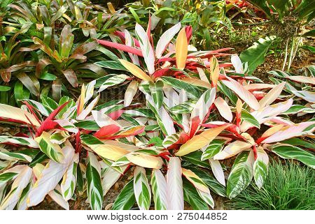 Stromanthe Sanguinea Triostar In Florida Botanical Gardens