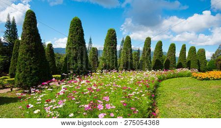 pine tree garden / flower and garden on hill with pine trees for christmas - landscape plateau on mountain background / Kasad Tee Sung Phurua Loei agriculture on mountain thailand cosmos flower field