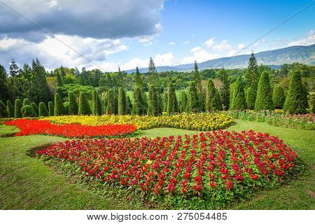 pine tree garden / flower and garden on hill with pine trees for christmas - landscape plateau on mountain background / Kasad Tee Sung Phurua Loei agriculture on mountain thailand