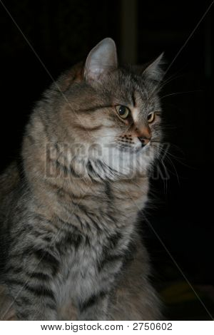 Katze Monya