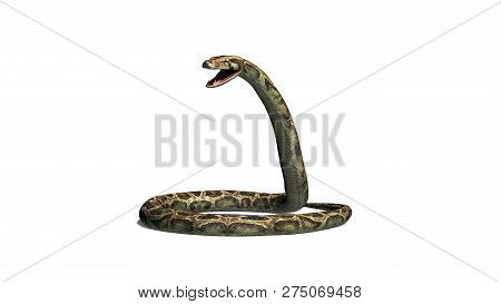 Python Snake - Isolated On White Background - 3d Illustration