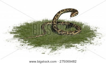 Python Snake In Green Grass - Isolated On White Background - 3d Illustration
