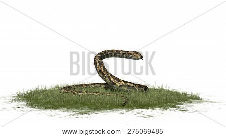 Python Snake In Green Grass - Isolated On White Background - 3d Illustration