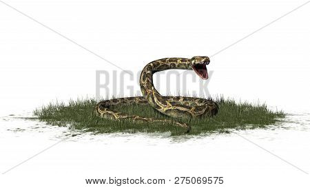 Python Snake In Green Grass - Isolated On White Background - 3d Illustration