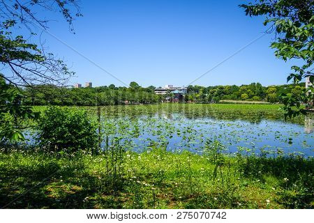 Shinobazu Pond And Benten Hall Temple In Ueno, Tokyo, Japan