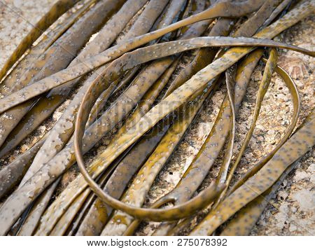 Thongweed, Sea Thong, Himanthalia Elongata On Sea Rock. Edible Seaweed. Close Up. Atlantic Ocean Coa