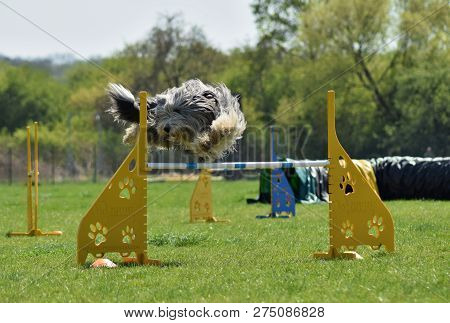 Bearded Collie Agility Intensive Training. Dog, Bearded Kolie In Agility. Amazing Evening, Hurdle Ha