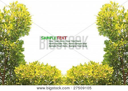 Green Leaf Isolated