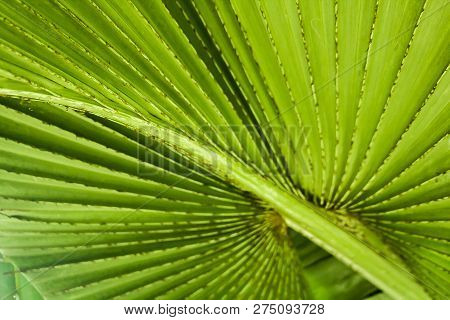 The Leaves Of Corypha Lecomtei In Nature Used To Make Weave Machinery