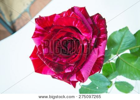 One Tiger Striped Red Rose Close-up, Bud View From All Macro On White Isolate Background