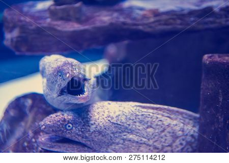 underwater photography of a fish swimming in freshwater aquarium