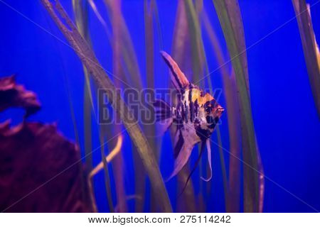 underwater photography of a fish swimming in freshwater aquarium