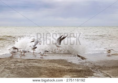 A Group Of Seagulls Taking Off From The Breakwater Scared By The Sea Wave After Sunset On The Sea Sh