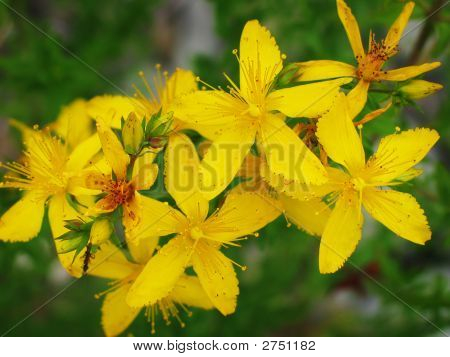 Petites fleurs jaunes