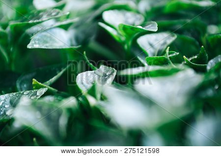 Green Leaves On Young Pepper. Green Background.
