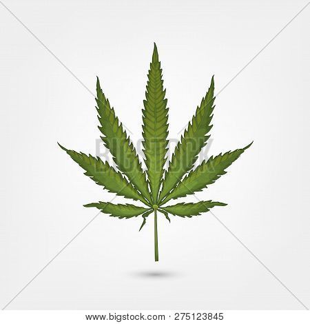 Realistic Marijuana Leaf. Cannabis Plant. Isolated On