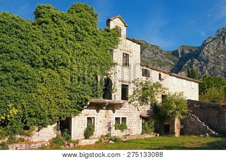 Ancient Ruined Building Overgrown With Green Ivy. Montenegro, Risan Town