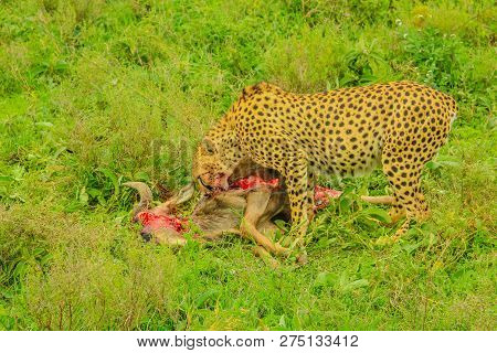 Cheetah Male Eats A Young Gnu Or Wildebeest In Green Grass Vegetation. Ndutu Area Of Ngorongoro Cons