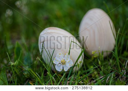 Two White Easter Eggs With A Branch Of Apricot In Green Grass. Easter Background. Search For Eggs At