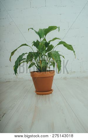 Fugus In The Pot, Standing On The Floor In The White Room. Green Flower On Brick Wall Background