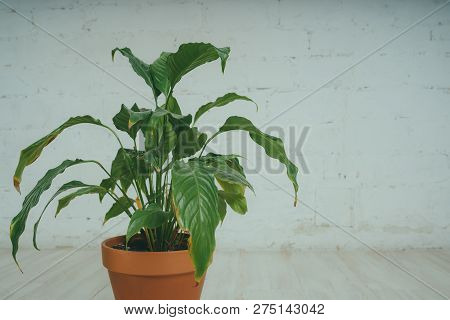 Fugus In The Pot, Standing On The Floor In The White Room. Green Flower On Brick Wall Background