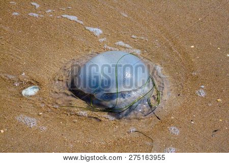 Jellyfish At The Beach. It Has Vermicular Filaments With Venomous Stinging Cells That Cause Painful 