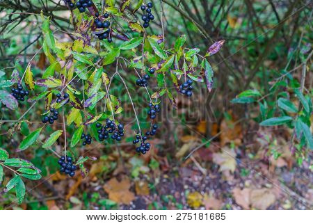 Ornamental Shrubs With Dark Blue-black Berries. Wolf Berries. Autumn Landscape