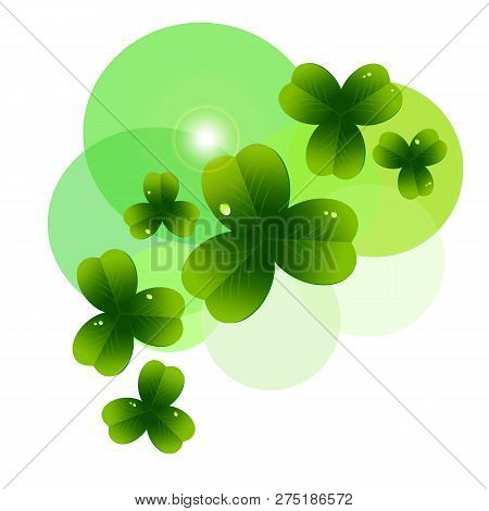 Green Flowering Clover Leaves With Dew Drops And Highlights