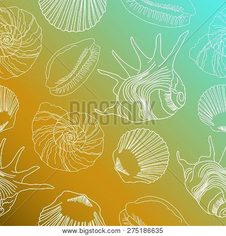 Sketch Of Seashells Sea Beach White Outline
