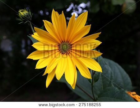 Growing Yellow Helianthus Tuberosus Flower Head Against Its Natural Foliage Background, Also Known A