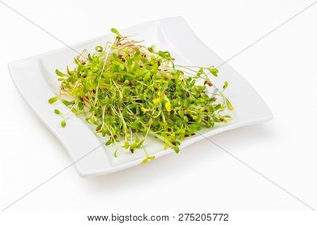 Germinated Fresh And Raw Alfalfa Sprouts. Healthy And Healthy Diet. Close-up Isolated On White Backg