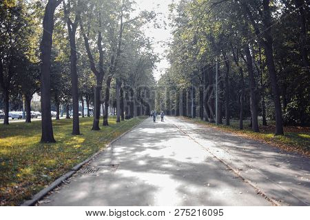 Road In A City Park With Trees In Summer