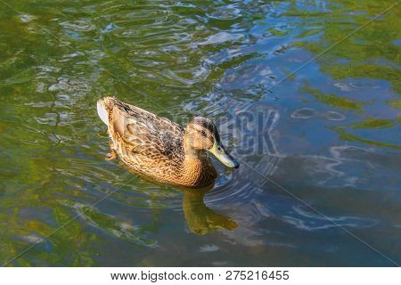 Brown Wild Duck Swims On The Water Surface