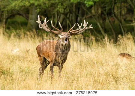 Male Red Deer (cervus Elaphus) With Huge Antlers During Mating Season In Denmark, Mating Season, Maj