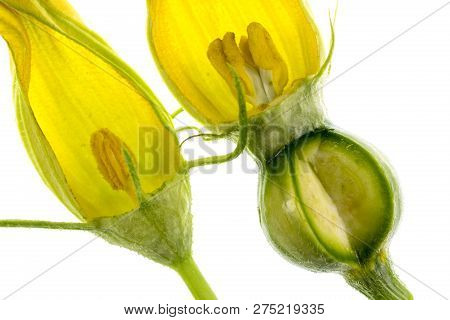 View Of A Dissected Pumpkin Male And Female Flower, Or Pistillate, With Petals, Corolla, Stigma, Sty