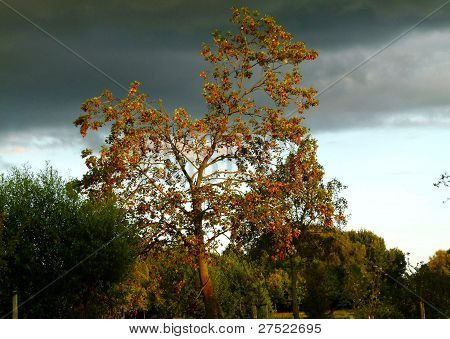 Farben des Herbstes