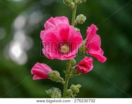 Malve Red Magenta Flower In The Garden On Nice Green Blurred Background With Bokeh Reflexes