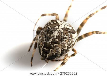 Araneidae Garden Spider On The Black Background Close Up