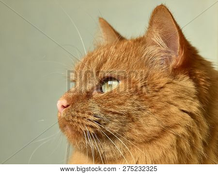 Red Cat Close-up With Green Expressive Eyes Looking Thoughtfully