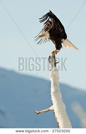 Orel bělohlavý (haliaeetus Leucocephalus)