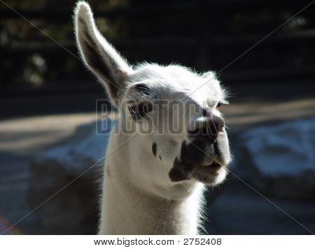 Llama