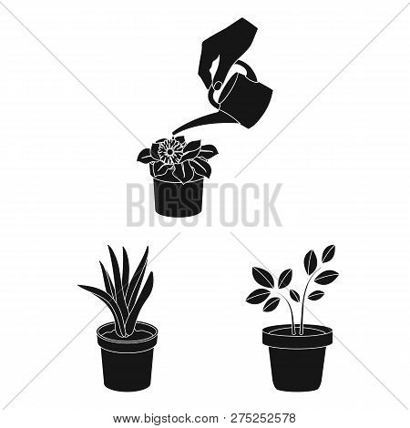 Vector Design Of Plant And Flower Icon. Set Of Plant And Pot Vector Icon For Stock.